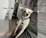 Small #8 Chihuahua