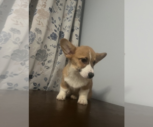 Medium Photo #22 Pembroke Welsh Corgi Puppy For Sale in DURHAM, CT, USA
