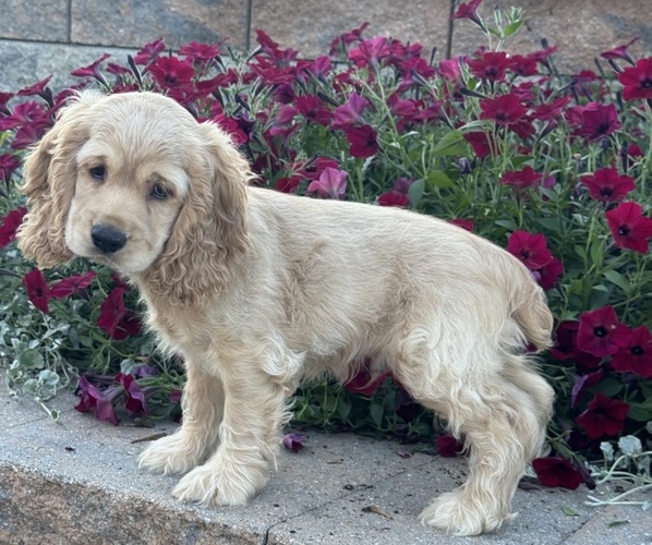 Medium Photo #1 Cocker Spaniel Puppy For Sale in CANOGA, NY, USA