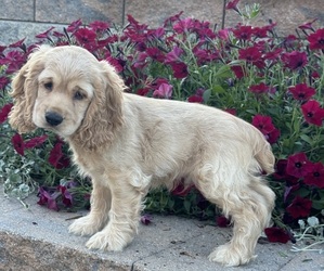 Cocker Spaniel Puppy for sale in CANOGA, NY, USA