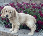 Small Cocker Spaniel