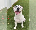 Small #19 Jack Russell Terrier Mix