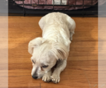 Small #3 Maltese Mix