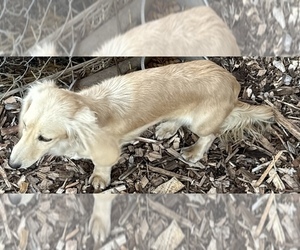Dachshund Puppy for sale in COLORADO SPRINGS, CO, USA