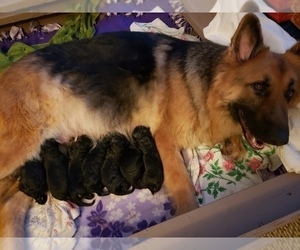 Mother of the German Shepherd Dog puppies born on 01/19/2024