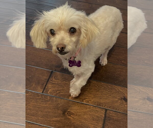 Medium Photo #3 Maltese-Unknown Mix Puppy For Sale in Corona, CA, USA