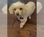 Small #2 Maltese Mix