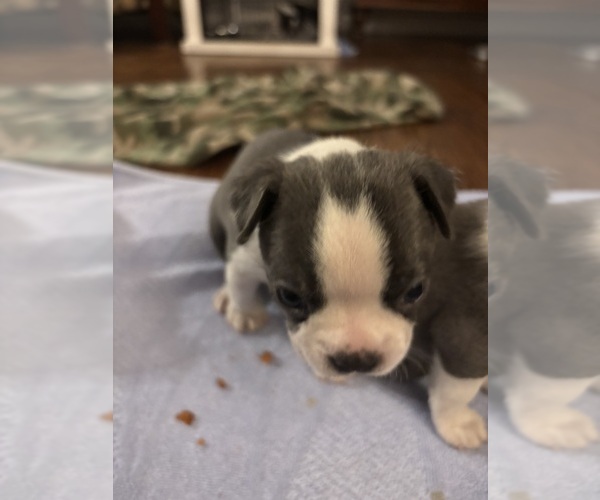 Medium Photo #4 Boston Terrier Puppy For Sale in HOWELL, NJ, USA