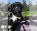 Puppy Kalsang Tibetan Terrier