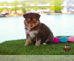 Small Photo #2 Miniature Australian Shepherd Puppy For Sale in GRANBURY, TX, USA