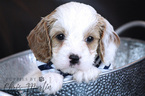 Small Cavapoo