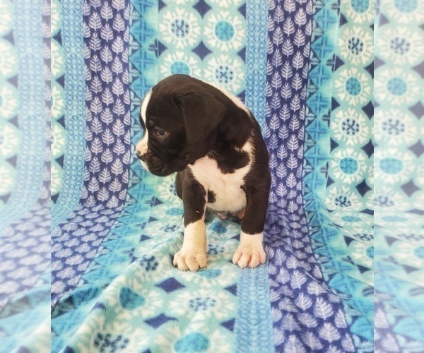 Medium Photo #4 Boxer Puppy For Sale in PINE CITY, MN, USA
