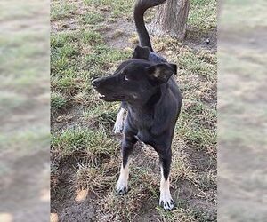 Siberian Husky-Unknown Mix Dogs for adoption in Dana Point, CA, USA