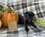 Puppy Taz Puggle