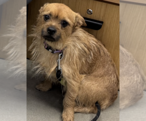 Rufus - Male Border Terrier-Unknown Mix Dog for Adoption - Photo #2
