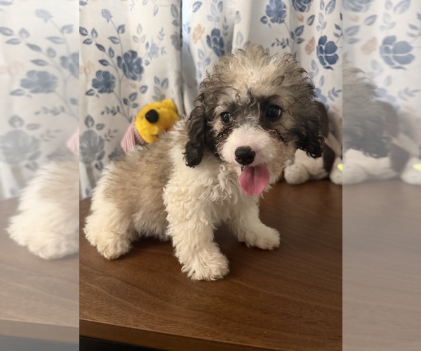 Medium Photo #17 Cockapoo (Miniature) Puppy For Sale in DURHAM, CT, USA