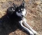 Small Photo #16 German Shepherd Dog-Siberian Husky Mix Puppy For Sale in SAINT MARYS, KS, USA