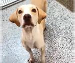 Small #2 Labrador Retriever Mix
