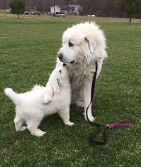 Father of the Great Pyrenees puppies born on 01/02/2018