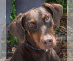 Small #4 Doberman Pinscher