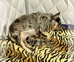 Small Photo #1 French Bulldog Puppy For Sale in NAPLES, FL, USA