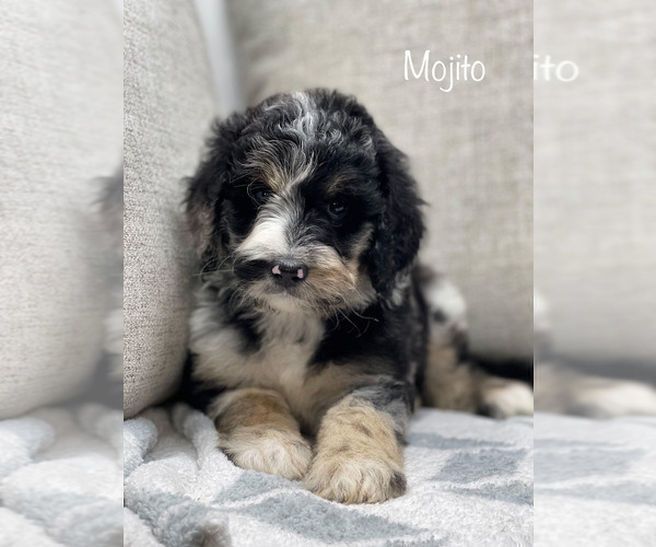 Medium Photo #1 Bernedoodle Puppy For Sale in CAMDEN, OH, USA