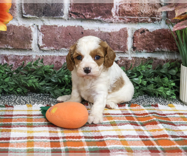 Medium Photo #2 Cavapoo (Miniature) Puppy For Sale in SYRACUSE, IN, USA
