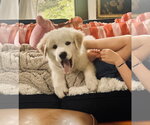 Small #4 Great Pyrenees