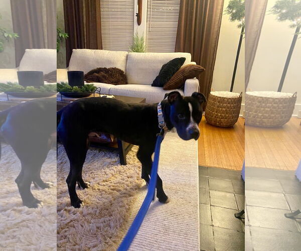 Medium Photo #6 American Pit Bull Terrier-Unknown Mix Puppy For Sale in Lockport, NY, USA