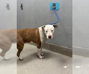 American Pit Bull Terrier-Unknown Mix Dogs for adoption in Las Vegas, NV, USA