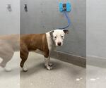 Small American Pit Bull Terrier Mix