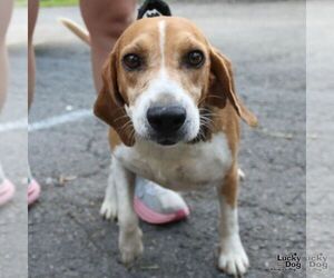 Medium Beagle Mix