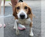 Small Beagle Mix
