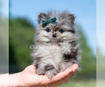 Puppy Cooper AKC Pomeranian