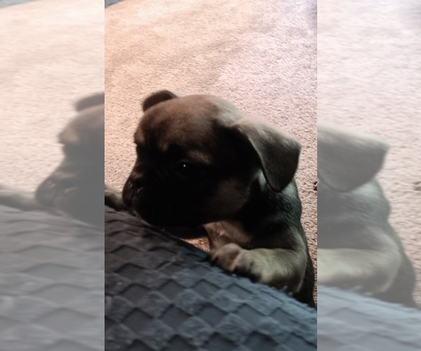Medium Photo #6 French Bulldog Puppy For Sale in ROGERSVILLE, TN, USA