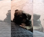 Puppy 5 French Bulldog
