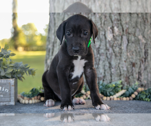 Medium Photo #1 Great Dane Puppy For Sale in SALEM, IN, USA