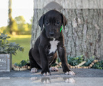 Puppy Amir Great Dane