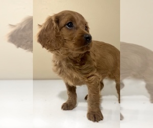 Cavalier King Charles Spaniel-Poodle (Toy) Mix Puppy for sale in EDWARDSBURG, MI, USA