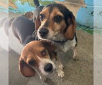 Small #3 Beagle