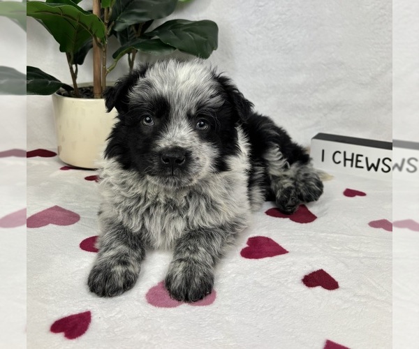 Medium Photo #5 Australian Cattle Dog-Miniature Australian Shepherd Mix Puppy For Sale in FRANKLIN, IN, USA
