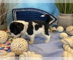 Small Photo #5 Portuguese Water Dog Puppy For Sale in FRANKLIN, TN, USA