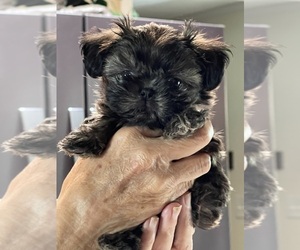 Shih Tzu Puppy for sale in YUBA CITY, CA, USA