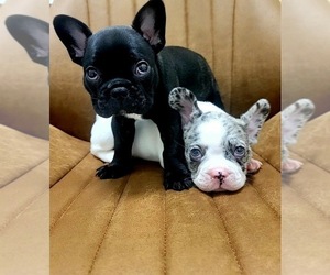 French Bulldog Puppy for sale in VIRGINIA BEACH, VA, USA
