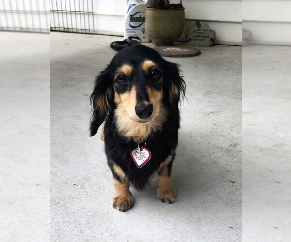 Medium Photo #6 Dachshund Puppy For Sale in Shelbyville, TN, USA