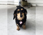 Small #5 Dachshund
