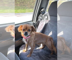 Chihuahua-Unknown Mix Dogs for adoption in Virginia Beach, VA, USA