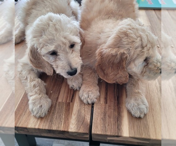 Medium Photo #17 Goldendoodle Puppy For Sale in WEST, TX, USA