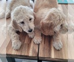 Small Photo #17 Goldendoodle Puppy For Sale in WEST, TX, USA