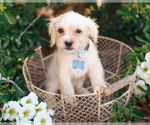 Shih Tzu Dogs for adoption in Corona, CA, USA